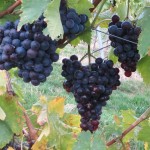 IMG_4136 - Kopie