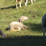 IMG_5721 - Kopie